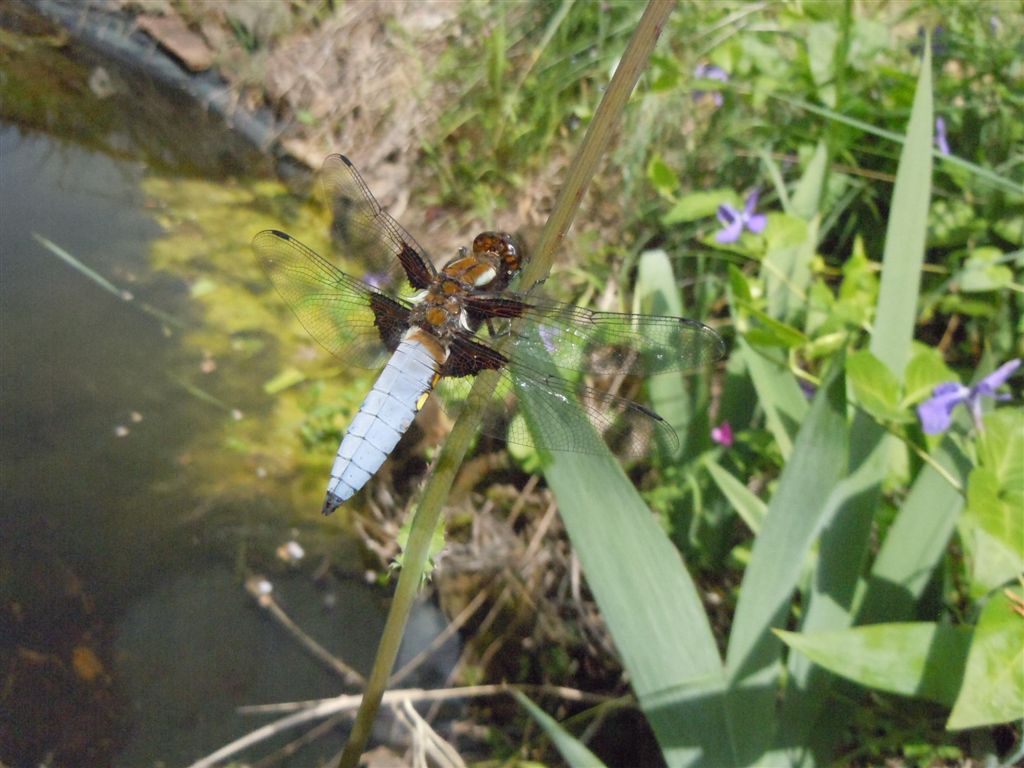 Libellula depressa